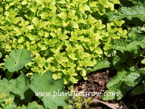 Summer Sunshine Teucrium (Teucrium chamaedrys) 
(June 9)